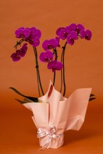 Orquidea "Delicata" - Imagem 3