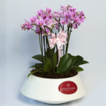 Mini orquideas Noah