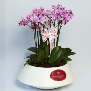 Mini orquideas "Noah"