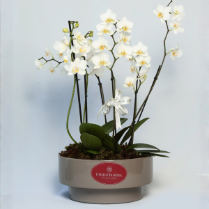 Mini Orquideas brancas