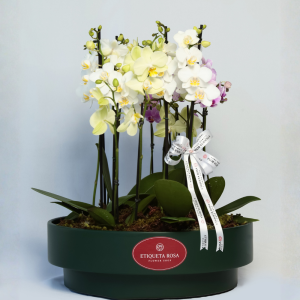 Mini orquideas "Green label"