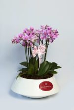 Mini orquideas Noah - Imagem 2