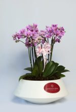 Mini orquideas Noah - Imagem 3