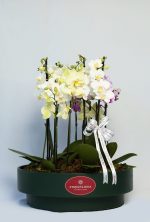 Mini orquideas Green label - Imagem 4