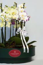 Mini orquideas Green label - Imagem 2