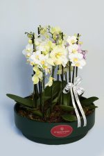 Mini orquideas Green label - Imagem 3