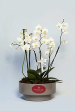 Mini Orquideas brancas - Imagem 2
