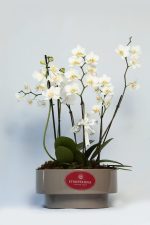 Mini Orquideas brancas - Imagem 3