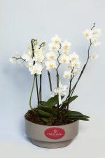 Mini Orquideas brancas - Imagem 4